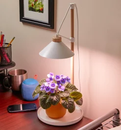 Desktop LED Grow Lamp