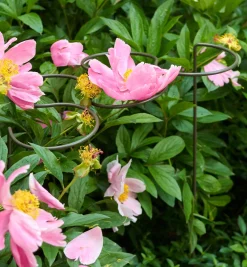 Five-Ring Grow-Through Stake