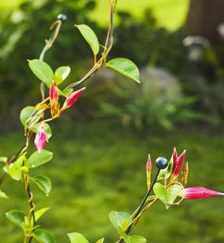 Flexible Garden Stake