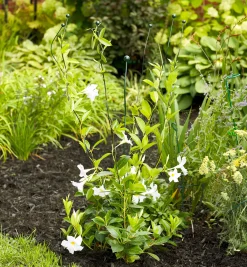 Flexible Garden Stake