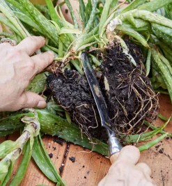 Lee Valley Garden Knives