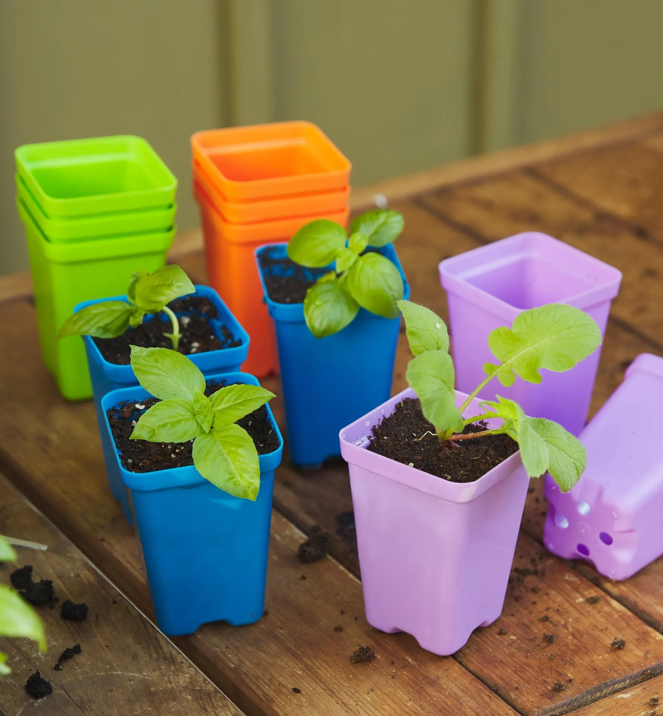 32-Pack Of 2 1/2" Multicolor Pots With Propagation Tray