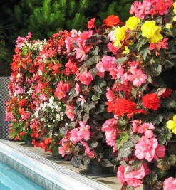 Pair Of Flower Towers