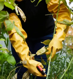 Protective Pruning Gloves