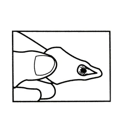 Set Of 3 Tick Key Tick Removers