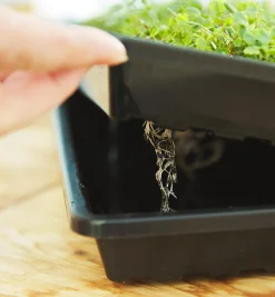 Shallow Seeding Tray Set