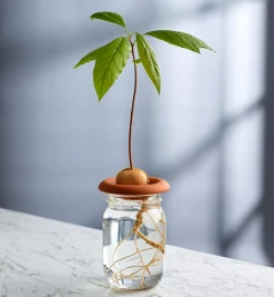 Terra Cotta Seed Sprouters