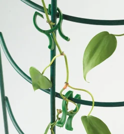 Vine Clips